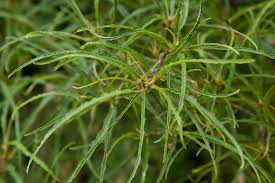 Attēlu rezultāti vaicājumam “Frangula alnus”