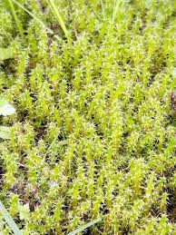 Attēlu rezultāti vaicājumam “Rhytidiadelphus squarrosus”