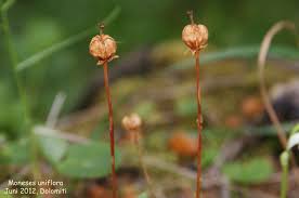 Attēlu rezultāti vaicājumam “Moneses uniflora fruit”