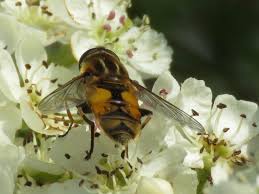 Attēlu rezultāti vaicājumam “Helophilus hybridus”
