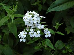 Attēlu rezultāti vaicājumam “Hesperis matronalis bud”