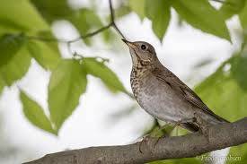 Image result for Catharus minimus