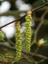 Attēlu rezultāti vaicājumam “Carpinus betulus female flower”