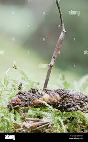 Attēlu rezultāti vaicājumam “Cordyceps stylophora”