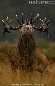 Attēlu rezultāti vaicājumam “Cervus elaphus”