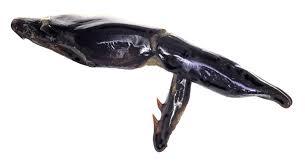 Attēlu rezultāti vaicājumam “Meloe sp. imago”