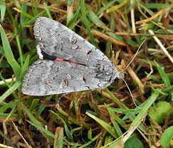 Attēlu rezultāti vaicājumam “Catocala pacta”