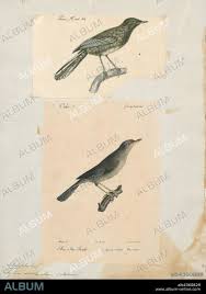 Image result for Sylvia sarda