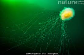 Image result for Phacellophora camtschatica