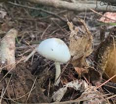 Attēlu rezultāti vaicājumam “Stropharia albocrenulata”