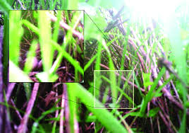 Attēlu rezultāti vaicājumam “Crex crex nest”