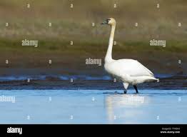 Attēlu rezultāti vaicājumam “Cygnus columbianus”