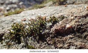 Attēlu rezultāti vaicājumam “Acrocarpous mosses”