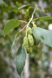 Attēlu rezultāti vaicājumam “Betula pubescens leaf”
