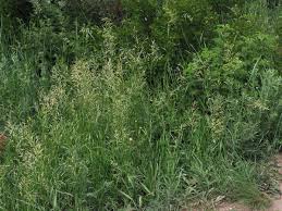 Attēlu rezultāti vaicājumam “Bromopsis inermis”