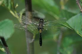 Attēlu rezultāti vaicājumam “Leucorrhinia caudalis male”