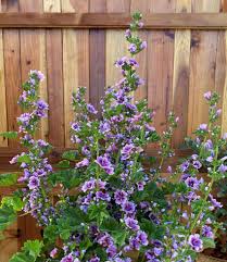 Image result for Malva sylvestris