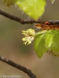 Attēlu rezultāti vaicājumam “Fagus sylvatica fo. laciniata bud”