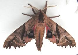 Attēlu rezultāti vaicājumam “Badhamiopsis ainoae”