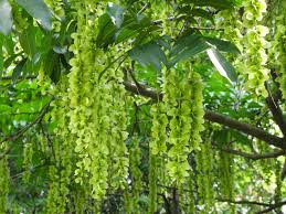 Attēlu rezultāti vaicājumam “Pterocarya fraxinifolia leaf”