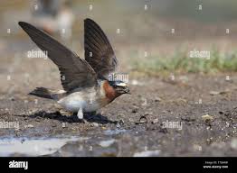 Image result for Petrochelidon pyrrhonota