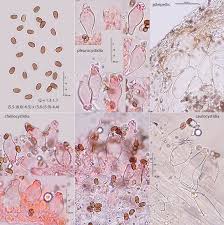 Attēlu rezultāti vaicājumam “Psathyrella pygmaea”