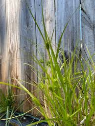 Attēlu rezultāti vaicājumam “Carex capillaris fruit”