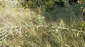 Attēlu rezultāti vaicājumam “Carlina biebersteinii fruit”