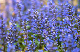 Attēlu rezultāti vaicājumam “Ajuga reptans flower”