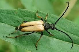 Attēlu rezultāti vaicājumam “Leptura rubra male”