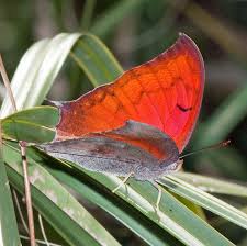 Attēlu rezultāti vaicājumam “Vacciniina optilete underside”