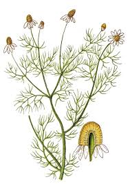 Attēlu rezultāti vaicājumam “Matricaria chamomilla flower”