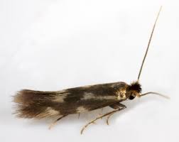 Attēlu rezultāti vaicājumam “Bucculatricidae”