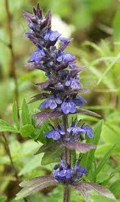 Attēlu rezultāti vaicājumam “Ajuga genevensis”