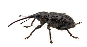 Attēlu rezultāti vaicājumam “Curculionidae”