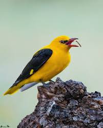 Attēlu rezultāti vaicājumam “Oriolus oriolus”