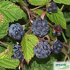 Attēlu rezultāti vaicājumam “Rubus caesius fruit”