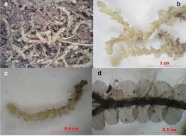 Attēlu rezultāti vaicājumam “Dicranella staphylina cells”