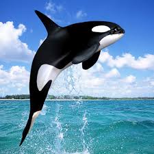 Image result for Orcinus orca