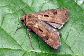 Attēlu rezultāti vaicājumam “Agrotis exclamationis”