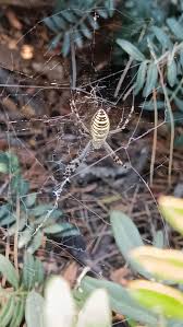 Attēlu rezultāti vaicājumam “Argiope bruennichi female”
