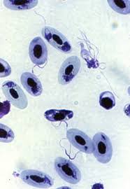 Attēlu rezultāti vaicājumam “Colloderma oculatum plasmodium”