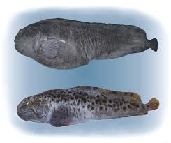 Image result for Anarhichas denticulatus