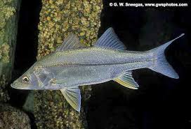 Image result for Centropomus parallelus