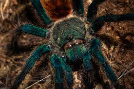 Attēlu rezultāti vaicājumam “Comatricha pulchella macro”