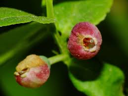 Attēlu rezultāti vaicājumam “Vaccinium myrtillus fruit”