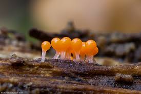 Attēlu rezultāti vaicājumam “Diderma testaceum macro”