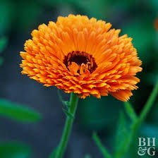 Attēlu rezultāti vaicājumam “Calendula officinalis leaf”