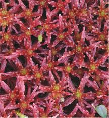 Attēlu rezultāti vaicājumam “Sphagnum warnstorfii”