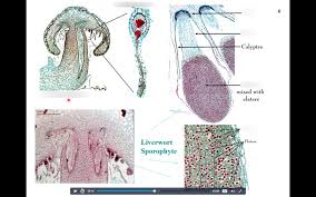 Attēlu rezultāti vaicājumam “sporophyte”